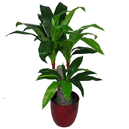 Leaf Design UK Dracaena - Maceta de plástico para Plantas (75 cm), Color Negro
