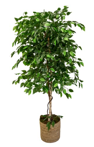 Maia Shop 1225 Ficus Troncos Naturales, Elaborados con los Mejores Materiales, Ideal para Decoración de hogar, Árbol, Planta Artificial (105 cm), Mixtos, 150 cm